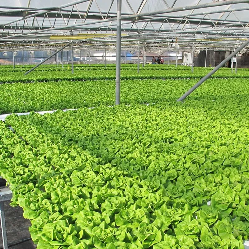 Nft Hydroponic Channel Growing Plants Flowers Vegetables Fruits Strawberry PVC Plastic Pipe Factory Manufacturer