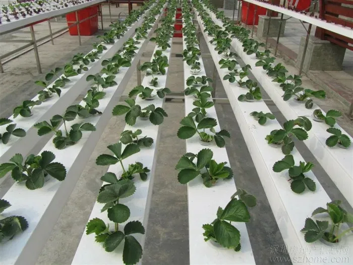 PVC Hydroponic Pipe for Greenhouse Lettuce Planting Soilless Agriculture