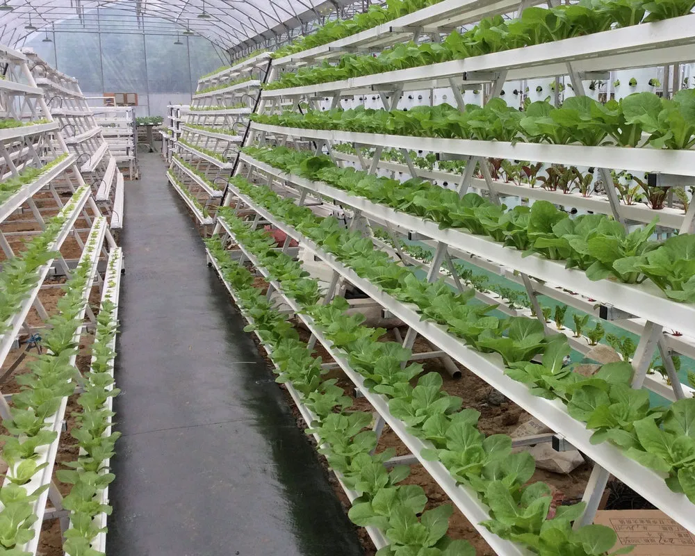 PVC Nft Channel Pipe Vertical a Type Growing Lettuce Leaf Vegetable