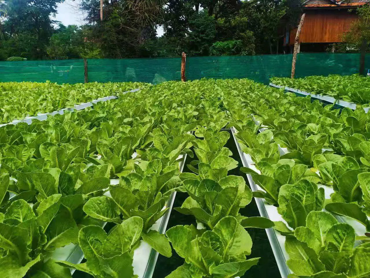 RoHS Compliant Hydroponics Nft Channel PVC Pipe