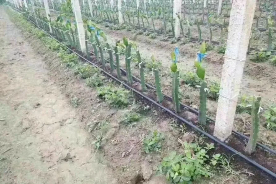 High Quality 16mm PE Pipe Irrigation Tubing Drip Tapes for Agricultural Drip Irrigation