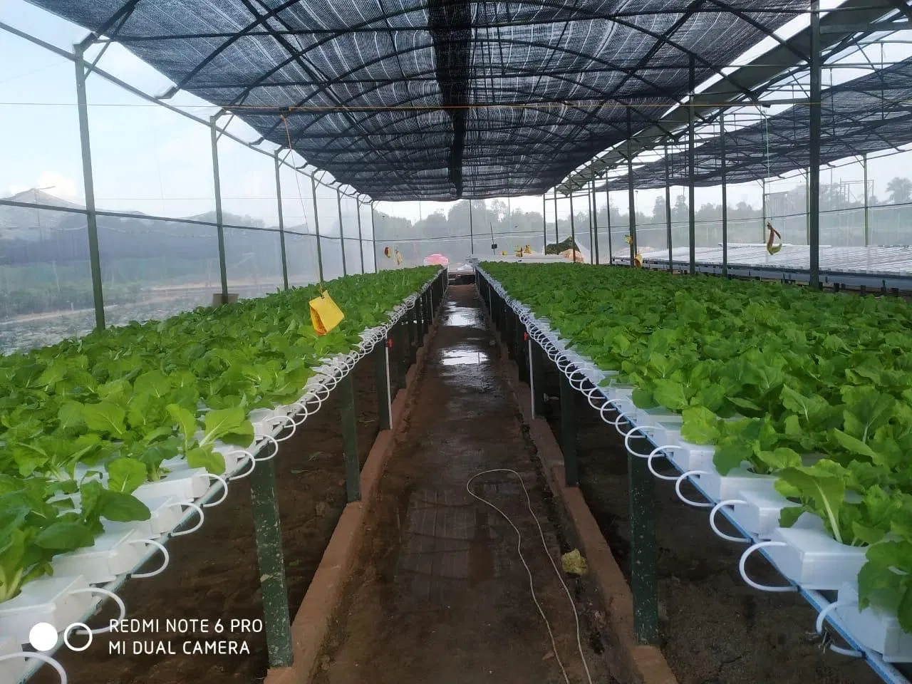 Agricultural Supplier Hydroponic Greenhouse Systems Nft Channel Pipe for Hydroponic Lettuce