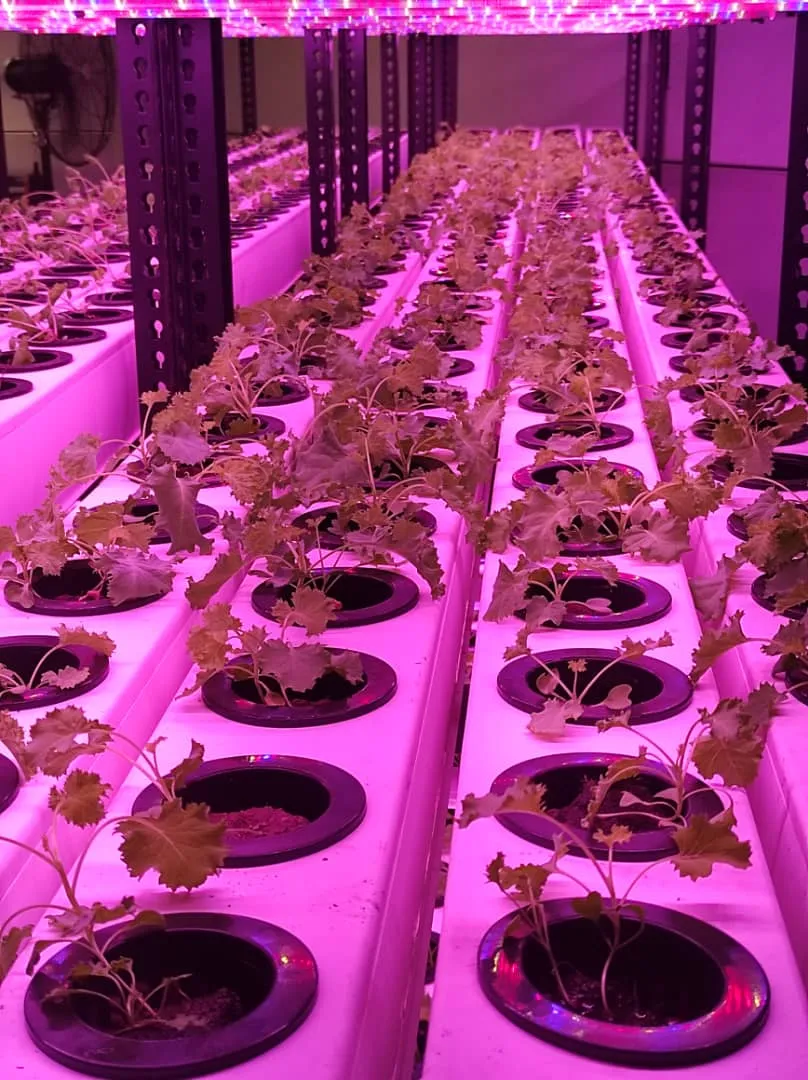 Nft Hydroponic PVC Pipe for Agricultural Growing Hydroponic PVC Tube Grow Systems