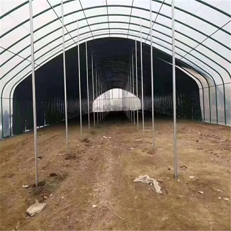 Oval Tube Greenhouse for Year-Round Plant Growth