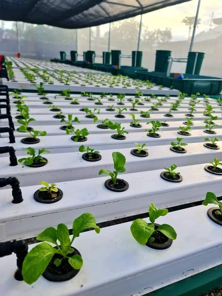 Plastic Pipe for Hydroponic Nft Growing Greenhouse System Hydroponic Grow Systems Plastic Pipe for Hydroponic Nft Growing Greenhouse System Hydroponic Grow Systems