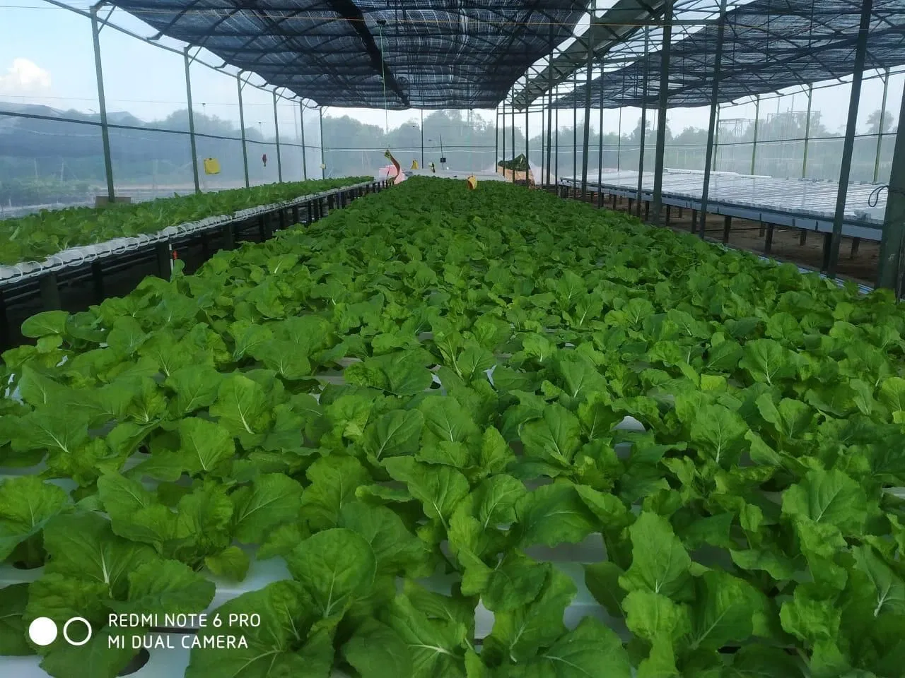 2024 Hotsale Vertical Farming Greenhouse Hydroponic Systems Hydroponic Lettuce Growing PVC Pipe