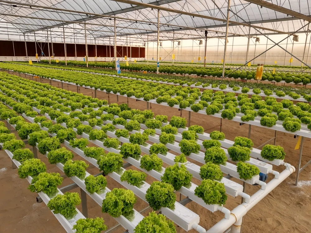 Vertical Hydroponics Greenhouse Systems Plastic Pipe for Hydroponic Nft PVC Channel Plant