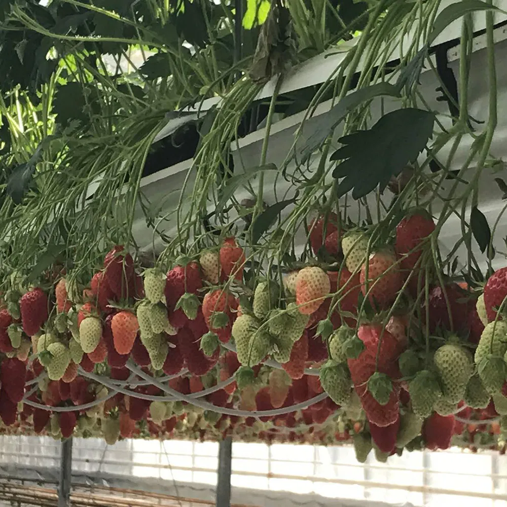 Hydroponic Automation Equipment Hydroponic Growing Systems Strawberry Vegetables