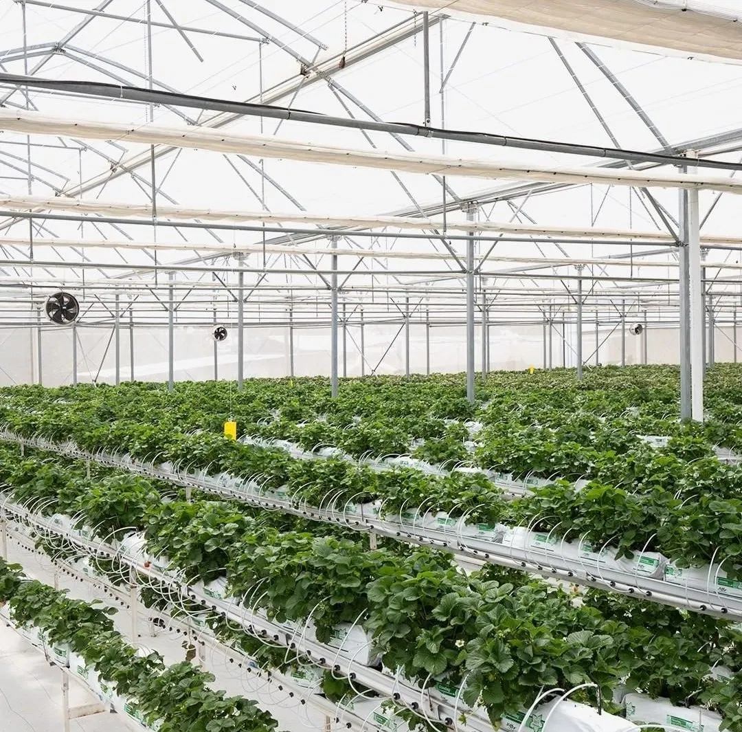 Tomato Strawberry Hydroponic Growing PVC Gutter Greenhouse System