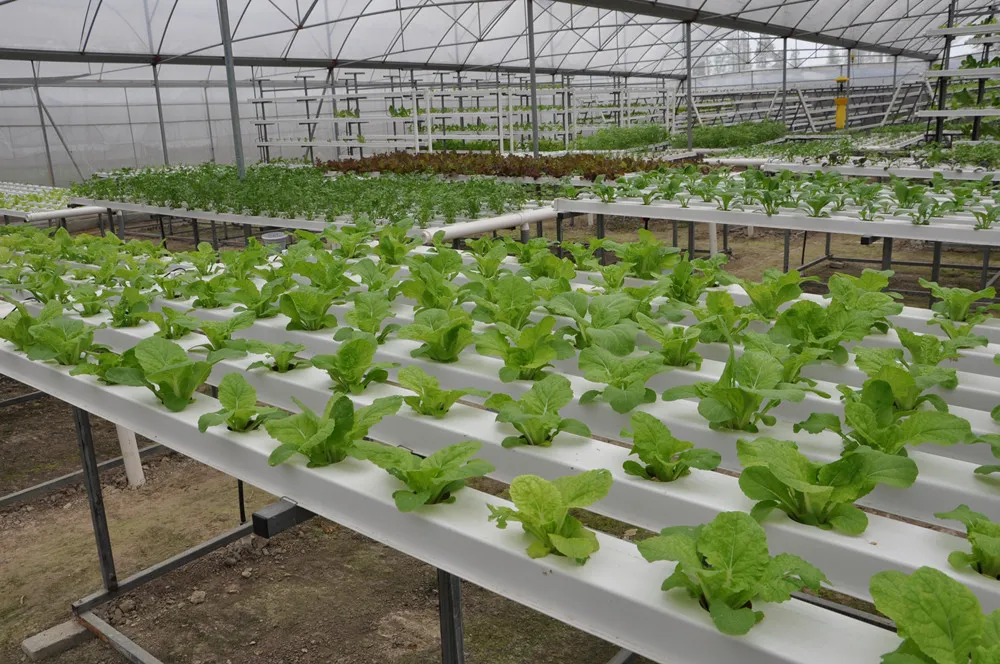 Greenhouse Hydroponic Growing System Vertical Garden Hydroponics Plastic Tray Nft Channel Gutter Greenhouse Hydroponic Growing System Vertical Garden Hydroponics Plastic Tray Nft Channel Gutter