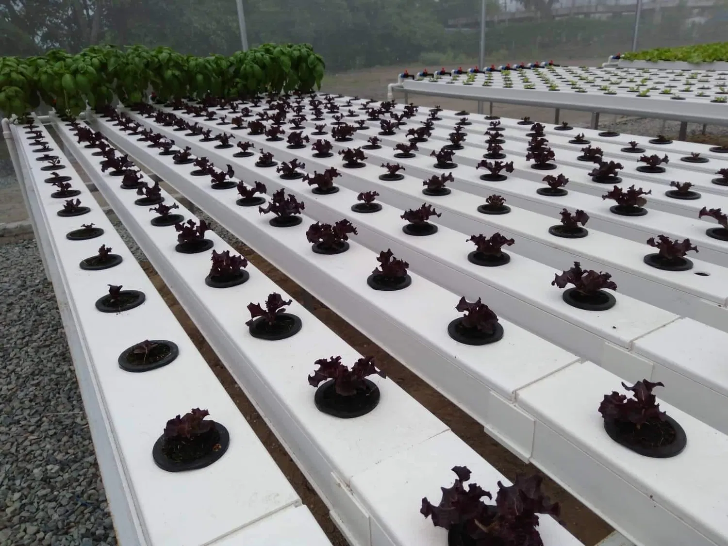 Plastic Pipe for Hydroponic Nft Growing Greenhouse System Hydroponic Grow Systems Plastic Pipe for Hydroponic Nft Growing Greenhouse System Hydroponic Grow Systems