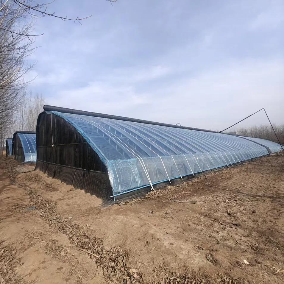 Oval Tube Greenhouse for Year-Round Plant Growth