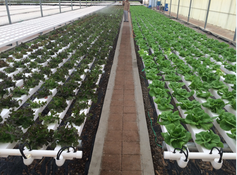 Popular Hydroponic Nft Channel Growing System PVC Gutter for Agricultural Greenhouse