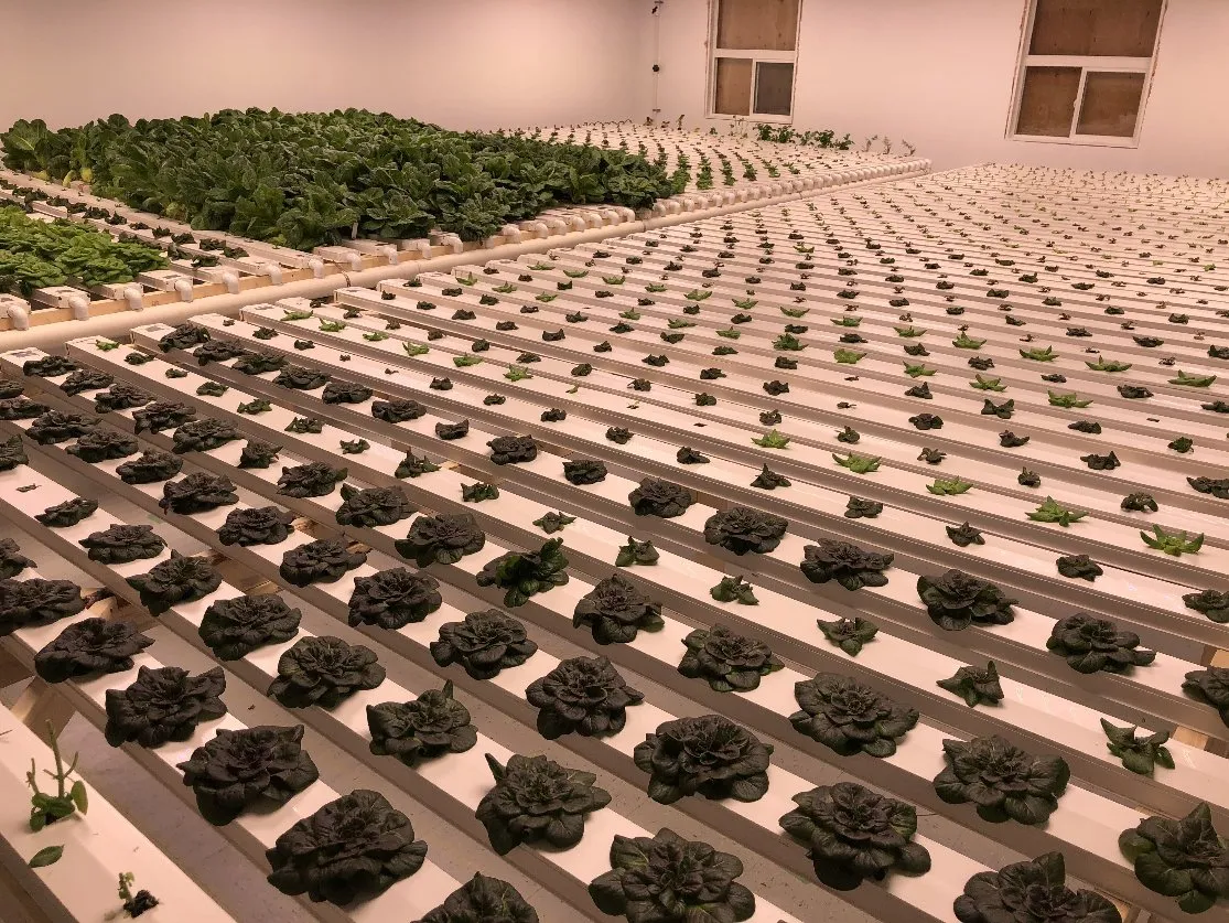 Hot Sale Plastic Agricultural Trays Greenhouse Pipes Channel Hydroponic Nft Growing System