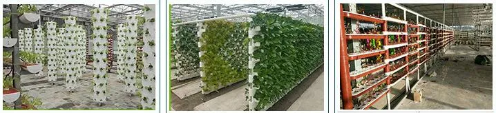 Greenhouse Vertical Hydroponic Growing Systems for Lettuce