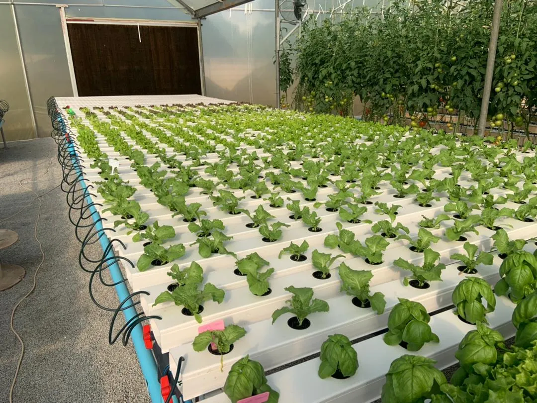 Aeroponics Hydroponics System Equipment Growing Pipe PVC Channel Lettuce Growing System