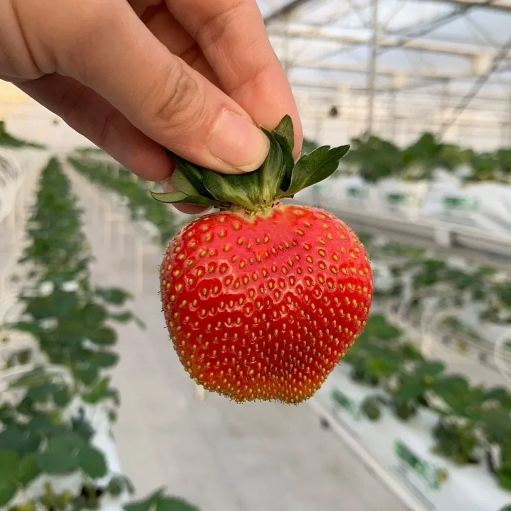 Hydroponics Greenhouse Drip System Gutter System for Strawberry
