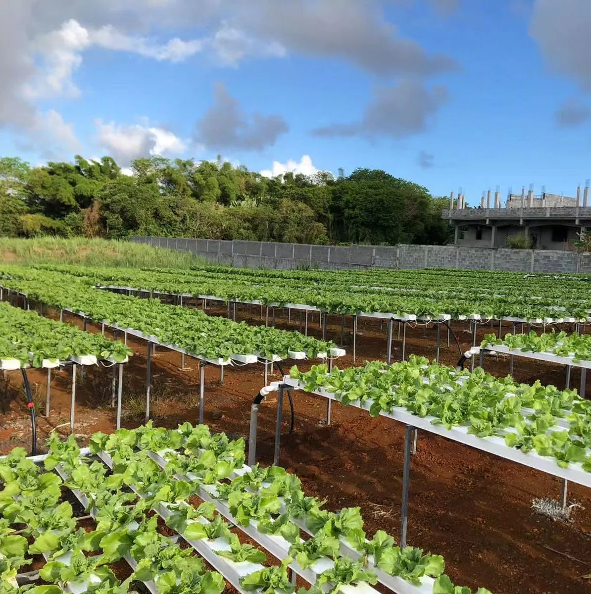 2024 Hotsale Vertical Farming Greenhouse Hydroponic Systems Hydroponic Lettuce Growing PVC Pipe