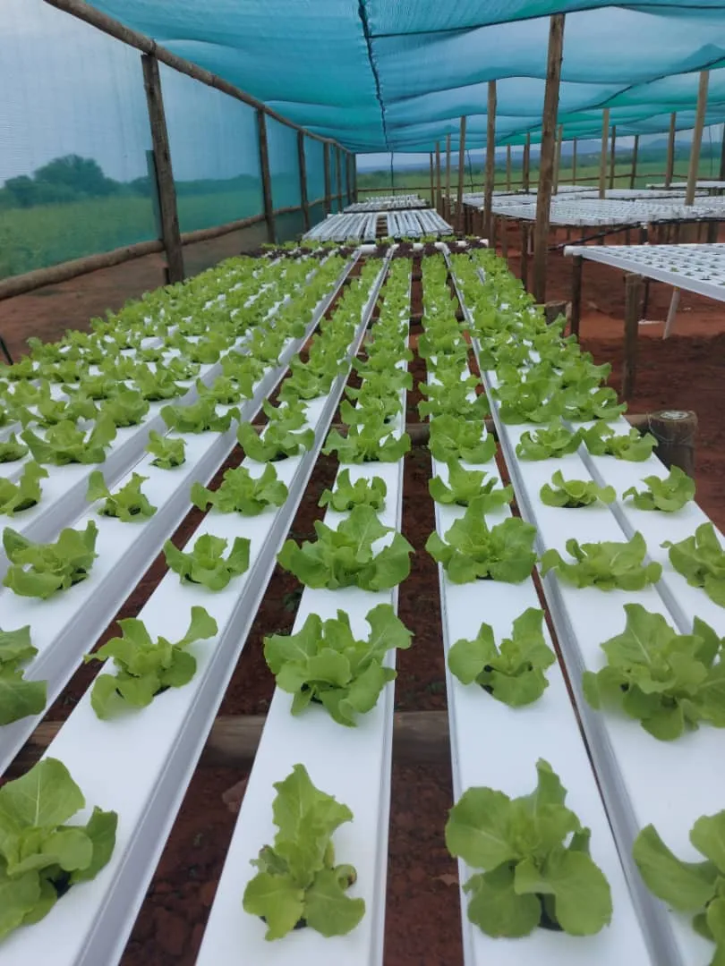 Vegetable Plastic Tunnel Plastic PVC Pipe for Hydroponic Nft Grow System