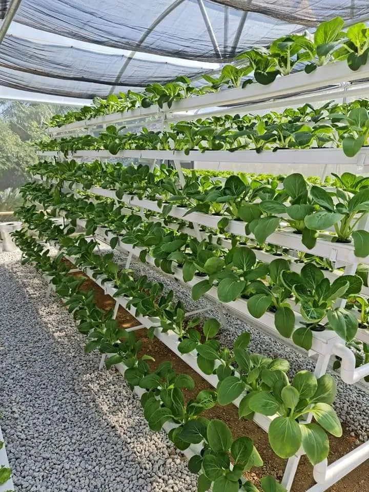 Wholesale Popular New Farm Hydroponic Lettuce Growing System Equipment PVC Gutter Pipe