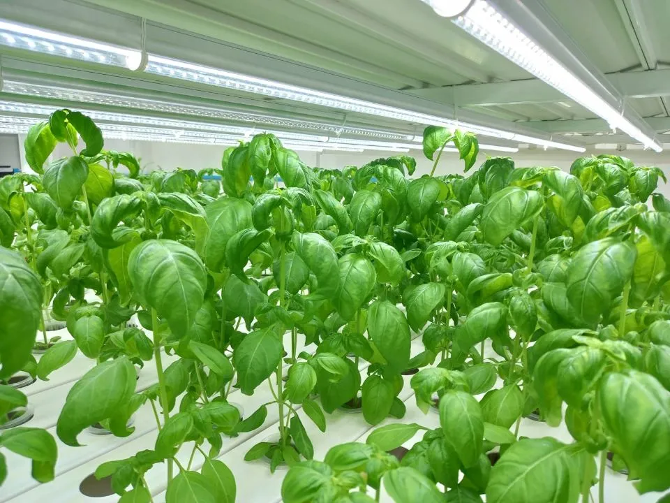 Nft Indoor Hydroponic Systems 100X40mm PVC Pipes for Growing Farming Equipment Nft Indoor Hydroponic Systems 100X40mm PVC Pipes for Growing Farming Equipment