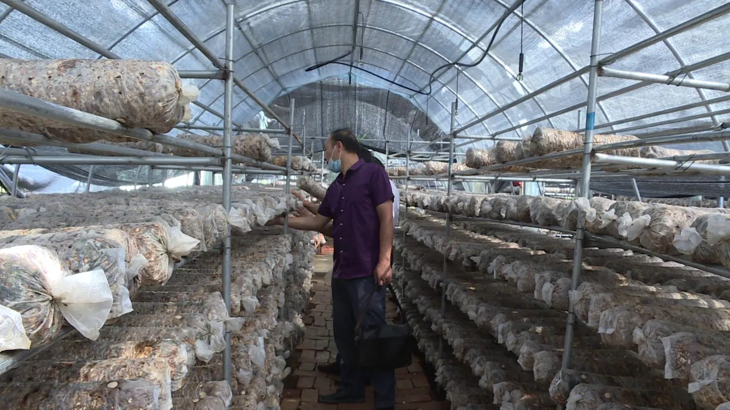 Mushroom Fixed Size Greenhouse Pipes, Edible Mushroom Greenhouse Pipes, Complete Accessories, and Co