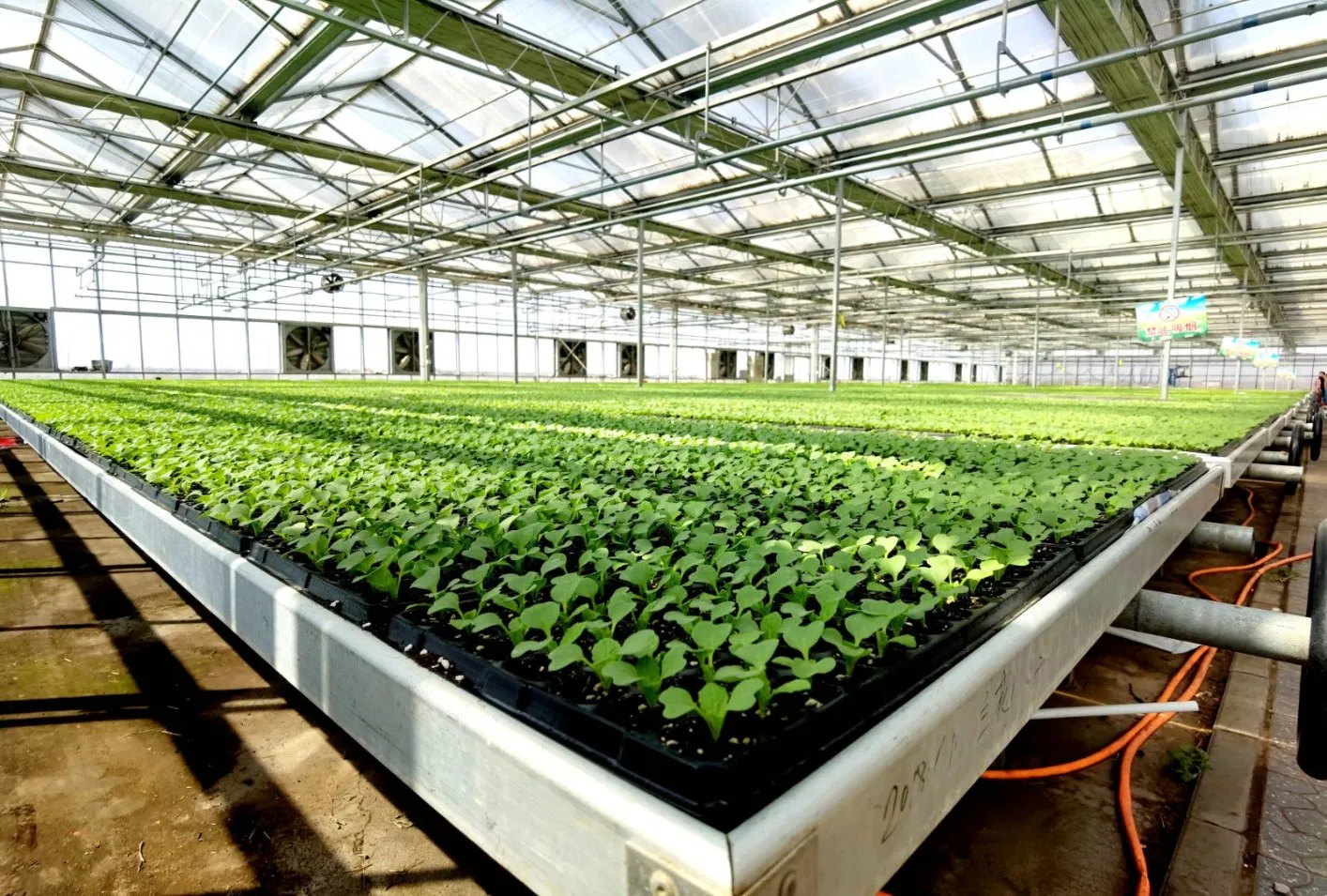 Free on-Site Guidance of 4 Points, 6 Points, 8 Points and 1 Inch Steel Pipe for Intelligent Greenhou