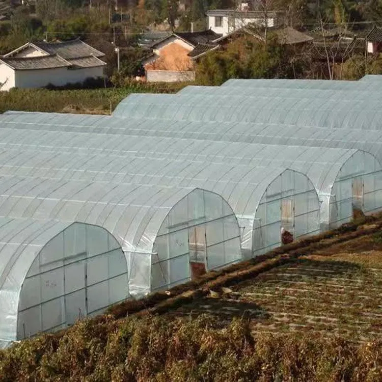 Sturdy Greenhouses with C-Shaped Steel Frame for Resilience