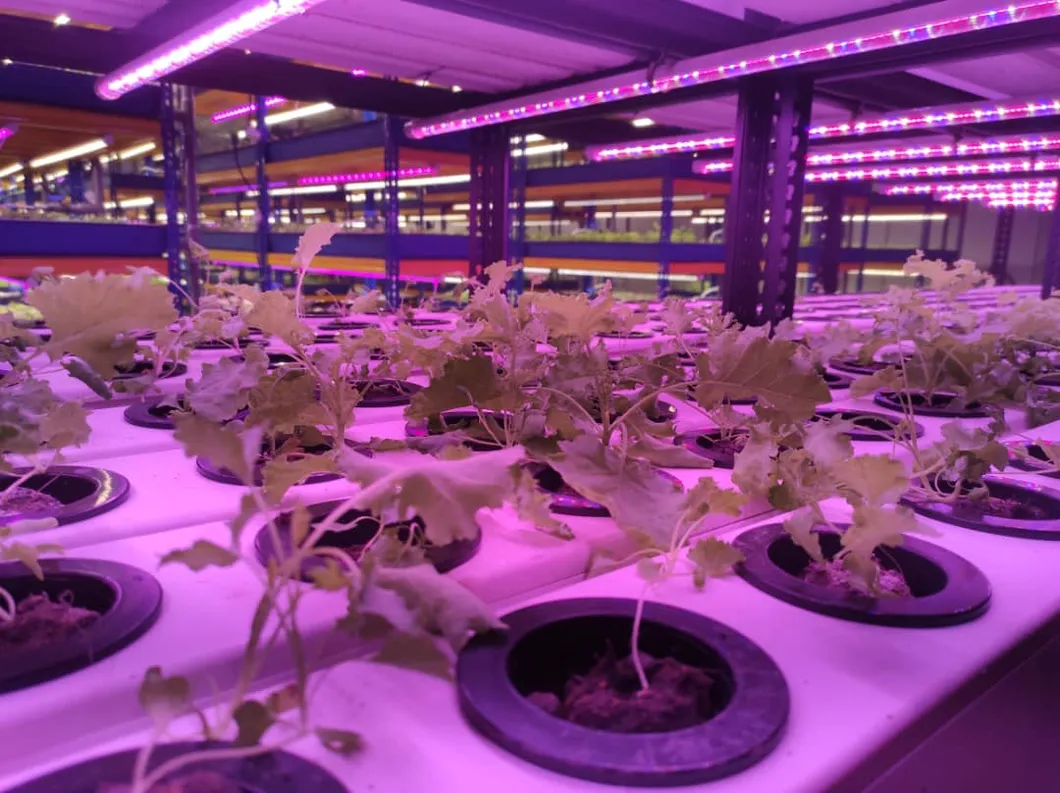 Indoor Hydroponic Growing Tray System Vertical Aeroponic Vegetable Planting Gully Pipe