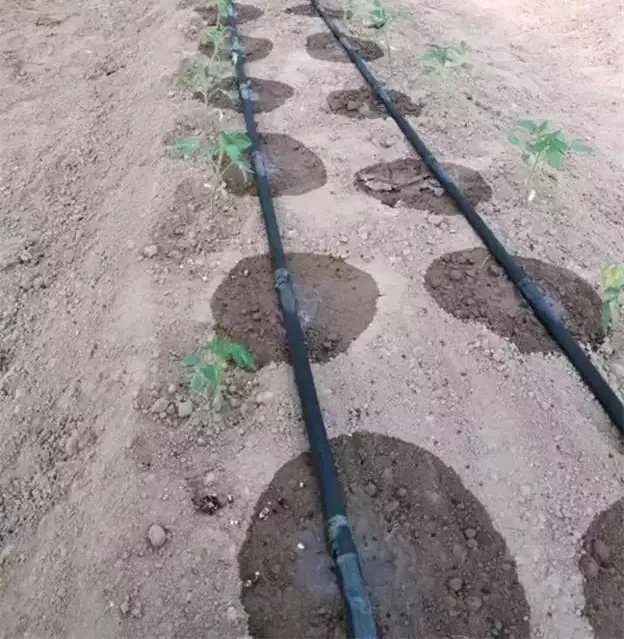 Drip Irrigation System for Growing Planting