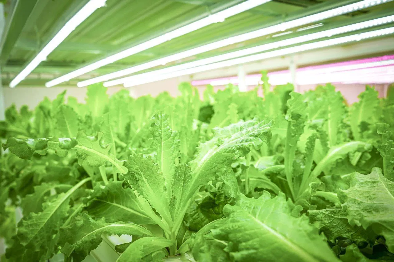 Manufacture Hydroponic Intensive System Equipment Nft PVC Gully Pipe for Sale