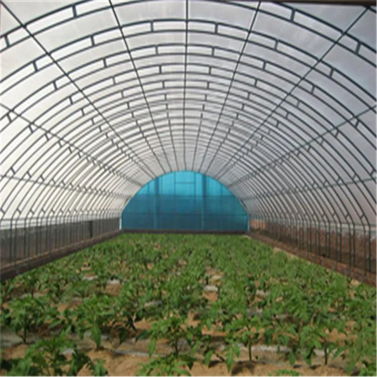 C-Shaped Steel Greenhouse for Growing Vegetables