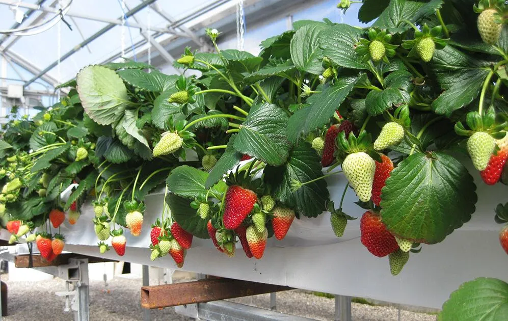 Popular Hydroponic Nft Channel Growing System PVC Gutter for Agricultural Greenhouse