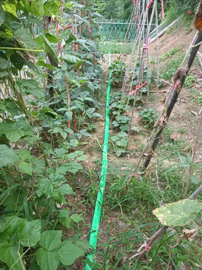 Durable PE Pipe for Drip Irrigation Helps Maintain Soil Humidity and Yield