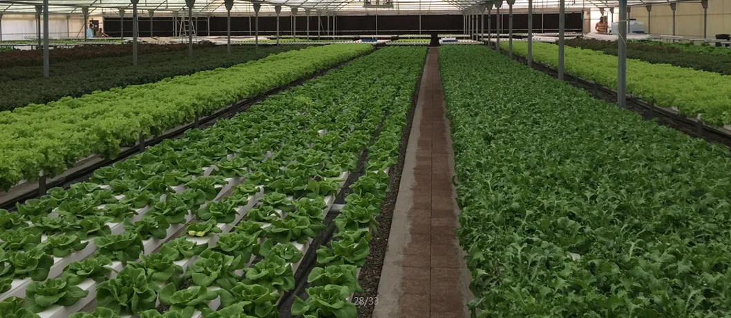 Agricultural Supplier Hydroponic Greenhouse Systems Nft Channel Pipe for Hydroponic Lettuce
