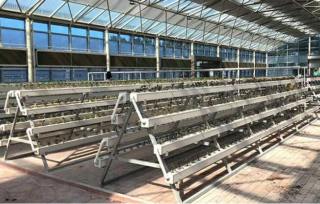 Greenhouse Vertical Hydroponic Growing Systems for Lettuce