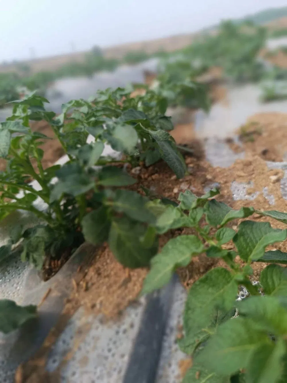 Water-Saving Labyrinth Drip Tape for Efficient Agricultural Irrigation