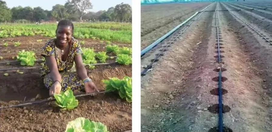 Irrigation Drip Irrigation Pipe Tape 16mm Diameter with Flat Emmiter