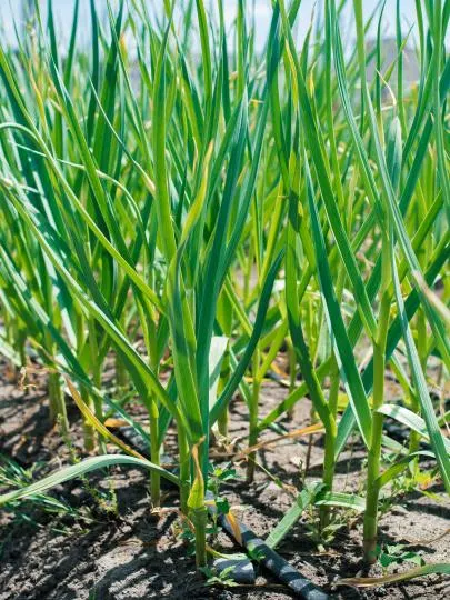 2.0lph Pressure Compensating Drip Emitters Tubing for Underground in Line Fertilizer Irrigation