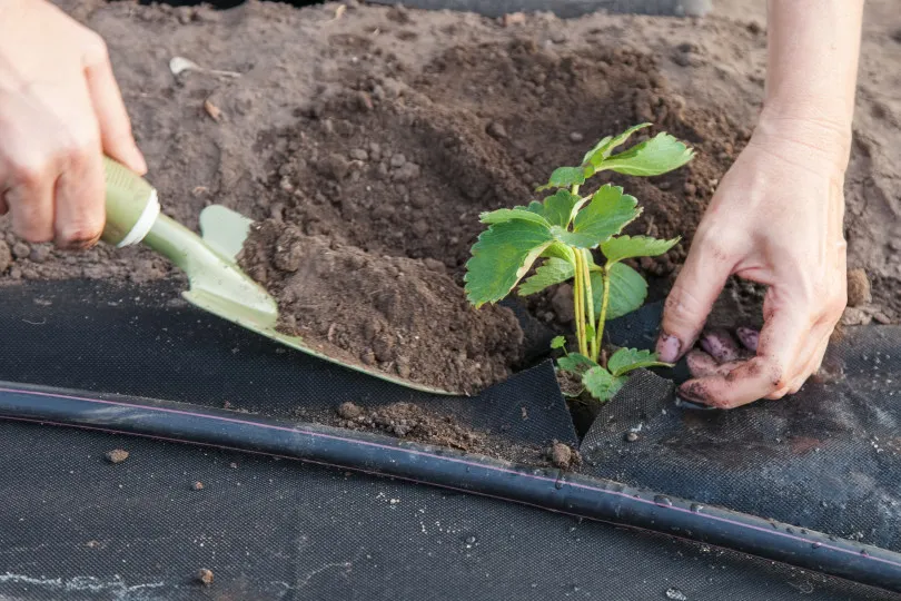 1000FT Drip Irrigation System Tubing for Commercial Farms 20cm Spaced Drip Hose