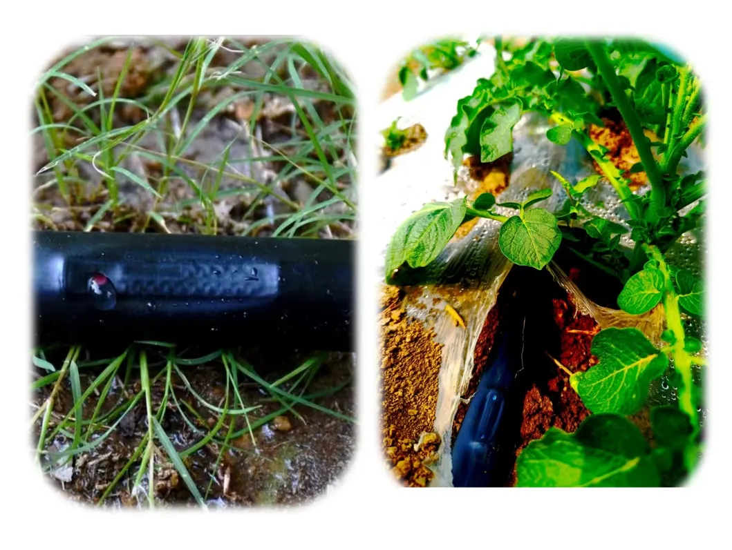 Water-Saving Labyrinth Drip Tape for Efficient Agricultural Irrigation