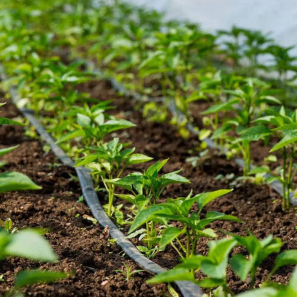 Customizable Precise Dripping Single/Double Hole Subsurface Drip Irrigation Tape for Ornamental Plan