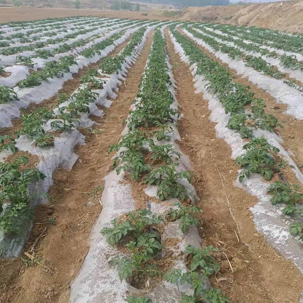 Water-Saving Labyrinth Drip Tape for Efficient Agricultural Irrigation