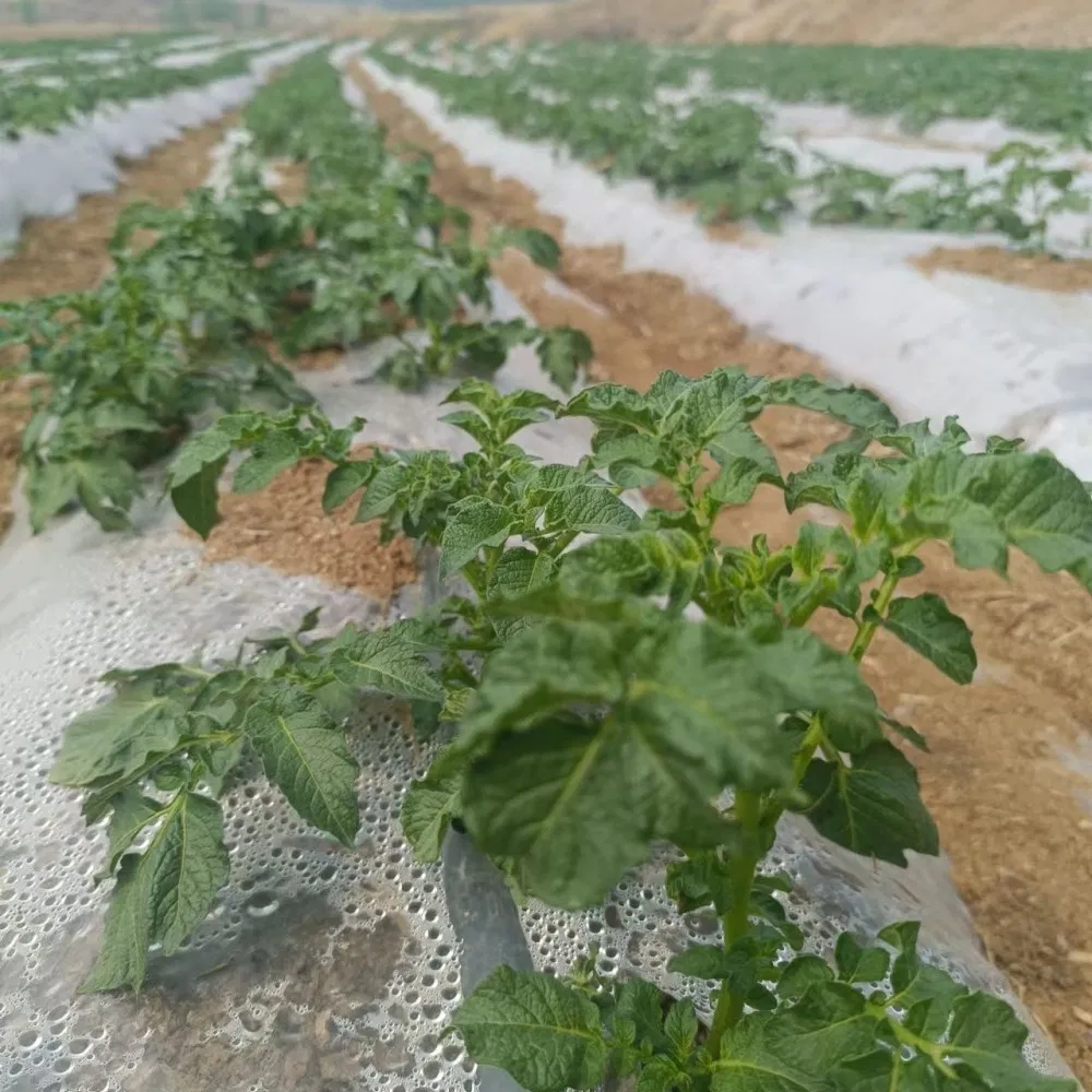 Premium 16mm Drip Tape for Superior Irrigation Solutions